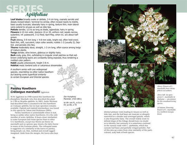 Haws - A Guide to Hawthorns of the Southeastern United States by Ron Lance