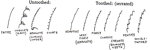 entire undulate revolute ciliate remotely toothed serrulate crenate dentate