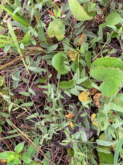 image of Stylisma aquatica, Water Dawnflower