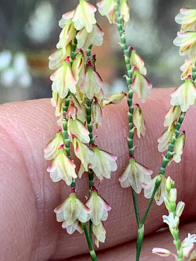 image of Polygonella gracilis, Wireweed, Tall Jointweed