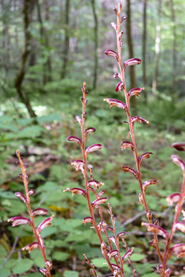 image of Epifagus virginiana, Beechdrops