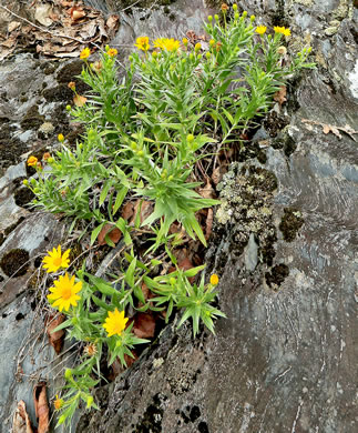 Pityopsis ruthii, Ruth's Goldenaster