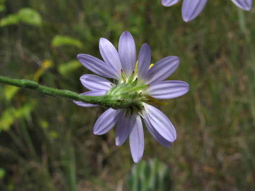 image of Symphyotrichum rhiannon, Buck Creek Aster, Rhiannon's Aster