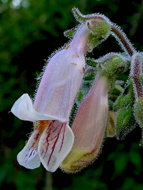 image of Penstemon australis, Downy Beardtongue, Sandhill Beardtongue, Southern Beardtongue, Southeastern Beardtongue