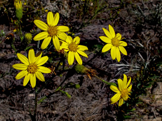 Pityopsis aspera var. adenolepis, Carolina Silkgrass, Pineland Silkgrass, Grassleaf Goldenaster