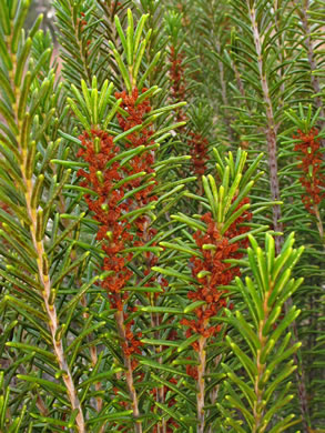 Florida Rosemary