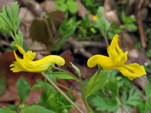 Corydalis flavula, Yellow Fumitory, Yellow Harlequin, Short-spurred Corydalis, Yellow Fumewort