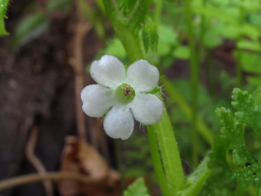 Nemophila aphylla, Baby Blue Eyes, Small-flower Baby-blue-eyes, White Nemophila, Eastern Baby-blue-eyes