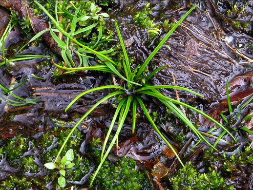 image of Isoetes piedmontana, Piedmont Quillwort