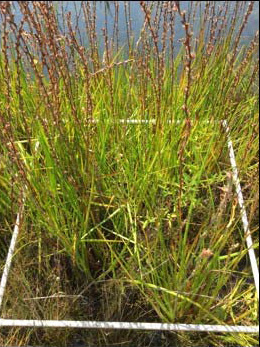 Philydrum lanuginosum, Woolly Frogsmouth, Frogmouth, Woolly Waterlily