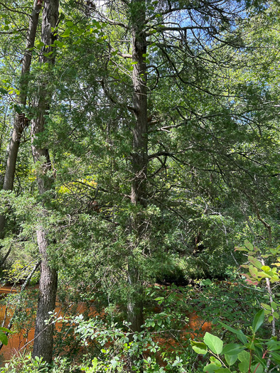 image of Chamaecyparis thyoides var. thyoides, Atlantic White Cedar, Juniper