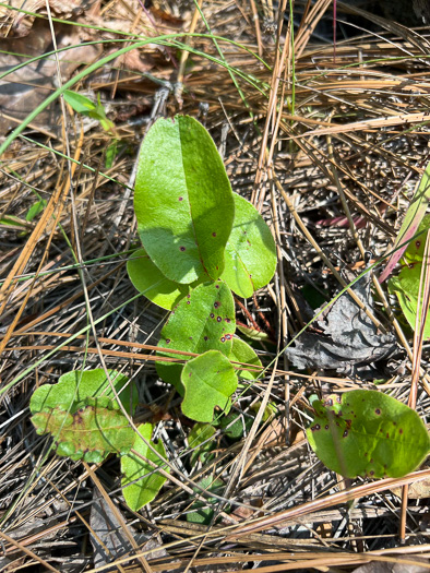 image of Epigaea repens, Trailing Arbutus, Mayflower