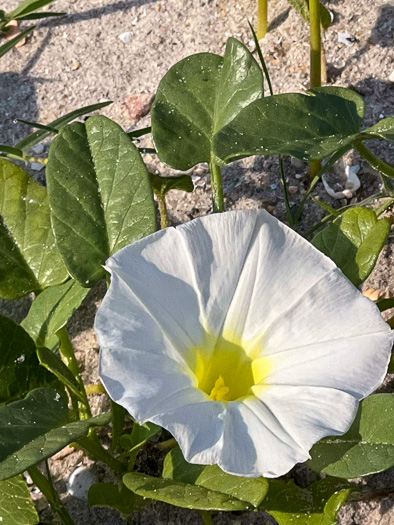 image of Ipomoea imperati, Fiddleleaf Morning Glory, Beach Morning Glory