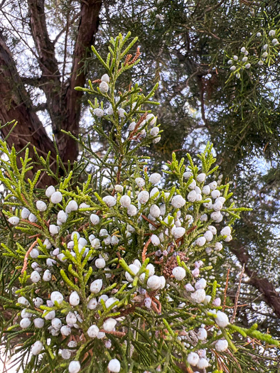 image of Juniperus silicicola, Southern Red Cedar, Coastal Red Cedar