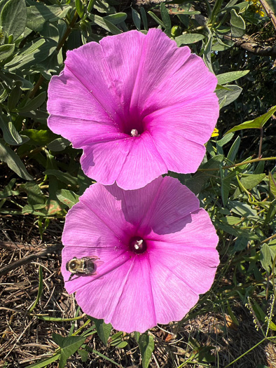 image of Ipomoea sagittata, Saltmarsh Morning Glory