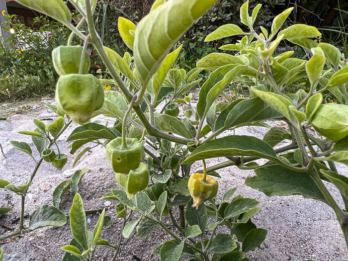 image of Physalis walteri, Dune Ground-cherry, Sand Ground-cherry, Walter's Ground-cherry