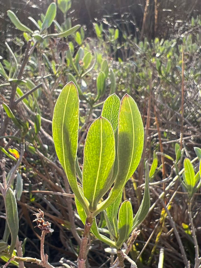 image of Borrichia frutescens, Silver Seaside Oxeye