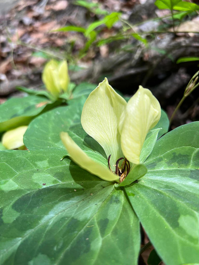 Trillium discolor, Pale Yellow Trillium, Faded Trillium, Small Yellow Toadshade, Savannah River Trillium