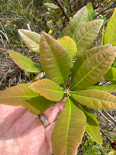 image of Morella caroliniensis, Pocossin Bayberry, Evergreen Bayberry, Swamp Candleberry, Southern Bayberry