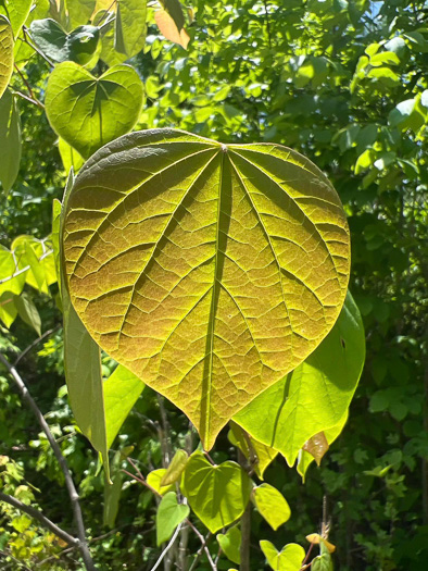 image of Cercis canadensis var. canadensis, Eastern Redbud, Judas Tree