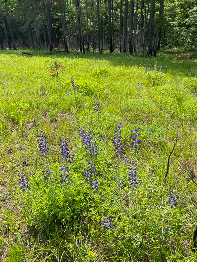 image of Baptisia aberrans, Eastern Prairie Blue Wild Indigo, Glade Wild Indigo, Glade Blue Wild Indigo, Glade Blue Baptisia