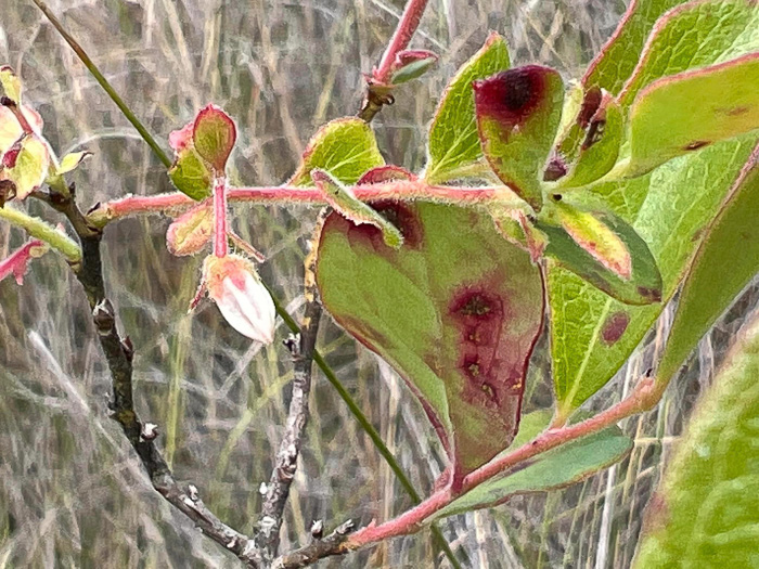 image of Gaylussacia mosieri, Mosier's Huckleberry, Hirsute Huckleberry