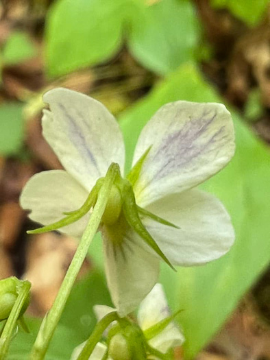 image of Viola canadensis, Canada Violet, Tall White Violet