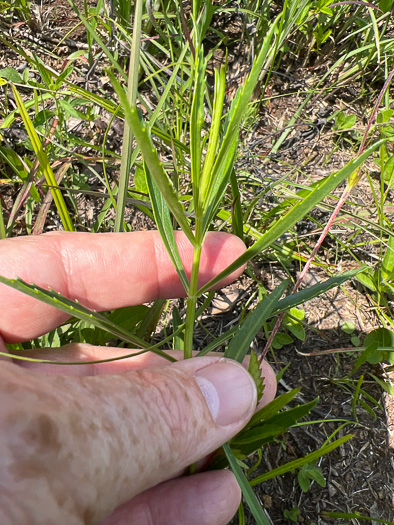 image of Physostegia virginiana ssp. praemorsa, Southern Obedient-plant