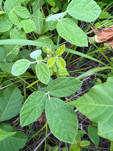 Rhynchosia tomentosa, Twining Snoutbean, Erect Snoutbean