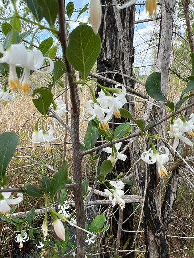 image of Styrax americanus var. americanus, American Storax, American Snowbell