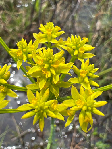 image of Polygala cymosa, Tall Pinebarren Milkwort