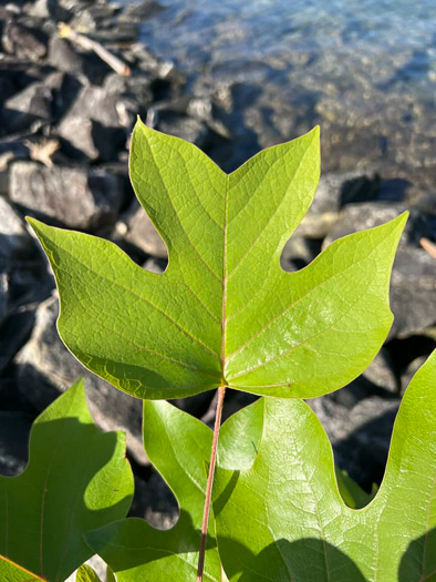 image of Liriodendron tulipifera var. tulipifera, Tulip-tree, Yellow Poplar, Whitewood