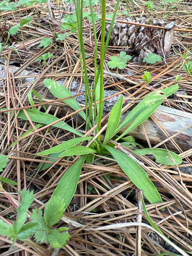 image of Marshallia obovata var. scaposa, Sandhill Marshallia, Savanna Barbara's-buttons, Spoon-shaped Barbara's-buttons