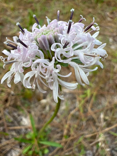 image of Marshallia obovata var. scaposa, Sandhill Marshallia, Savanna Barbara's-buttons, Spoon-shaped Barbara's-buttons