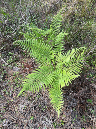 image of Pelazoneuron kunthii, Kunth's Maiden-fern, Southern Shield-fern, Southern Woodfern