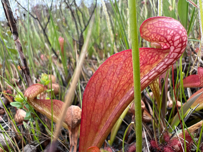 Sarracenia psittacina, Parrot Pitcherplant