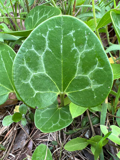 image of Hexastylis lewisii, Lewis's Heartleaf