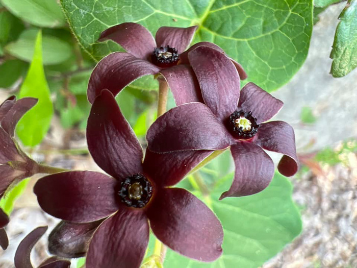 image of Matelea carolinensis, Carolina Spinypod, Climbing Milkweed, Climbing Milkvine, Maroon Carolina Milkvine