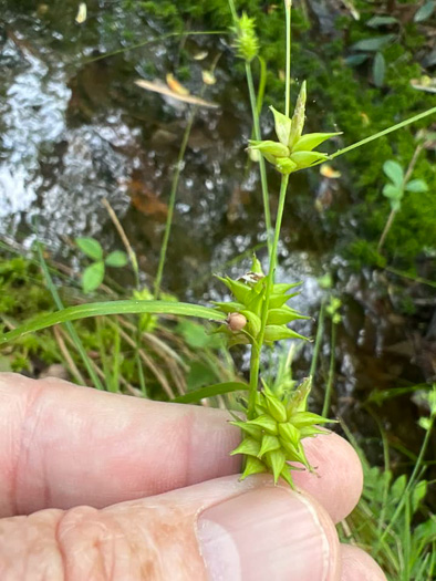 image of Carex elliottii, Elliott’s Sedge