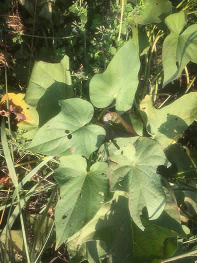 image of Ipomoea batatas, Sweet Potato