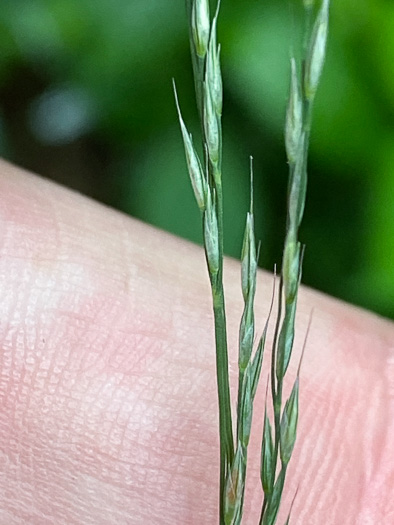 image of Muhlenbergia tenuiflora, Slender Muhly