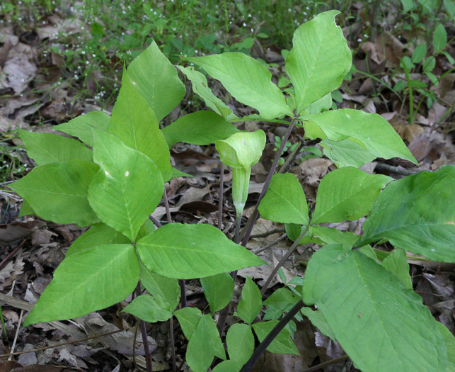 image of Arisaema pusillum, Small Jack-in-the-pulpit, Swamp Jack