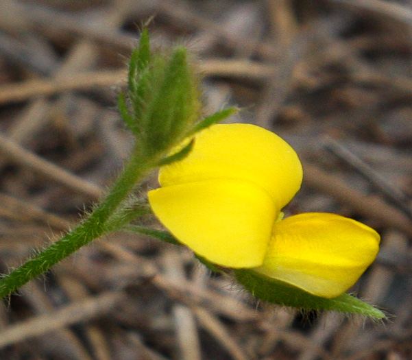 image of Crotalaria rotundifolia, Low Rattlebox, Rabbitbells