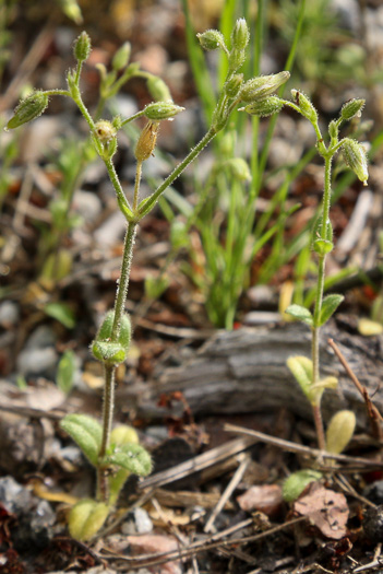 image of Cerastium semidecandrum, Little Mouse-ear Chickweed, Fivestamen Chickweed