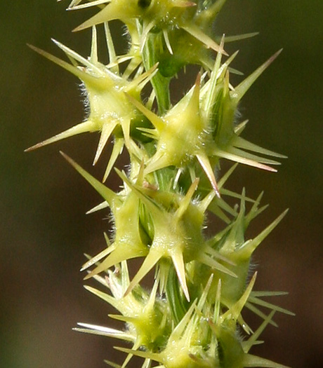 spines