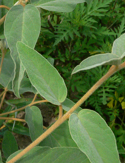 image of Croton capitatus, Woolly Croton, Hogwort, Capitate Croton, Goatweed