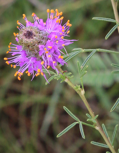 image of Dalea purpurea, Purple Prairie-clover