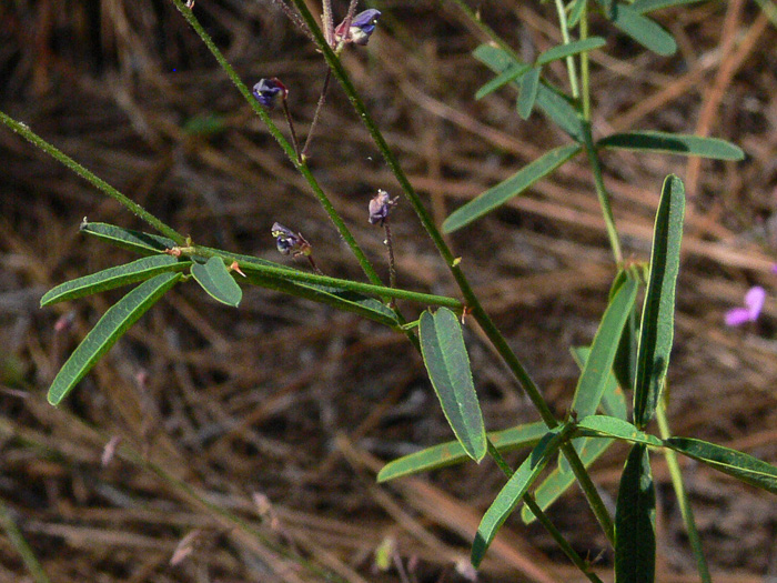 Desmodium strictum, Pinebarren Tick-trefoil, Pineland Tick-trefoil, Upland Slender Tick-trefoil