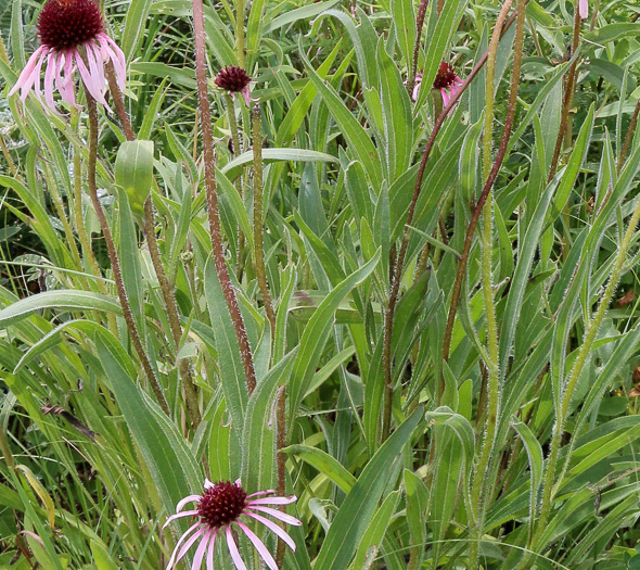 image of Echinacea pallida, Pale Purple Coneflower