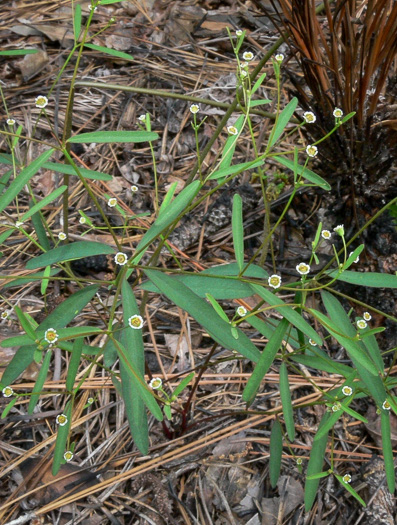 image of Euphorbia curtisii, White Sandhills Spurge, Curtis's Spurge